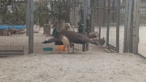 Волшебный белый павлин! Красота без красок