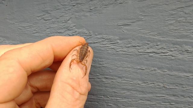 A Florida Native: The Brown Scorpion. смотреть онлайн