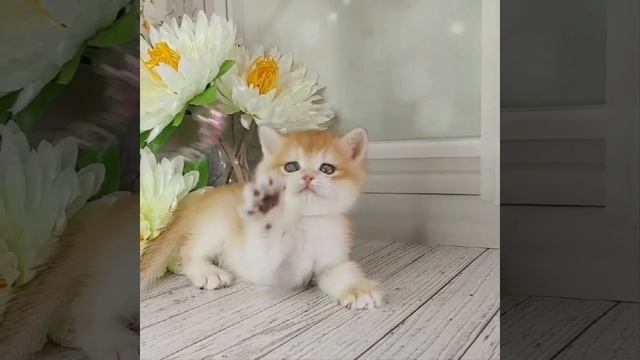 Золотая шиншилла ny 12 /черный золотой завуалированный британский котенок/британец. Питомник