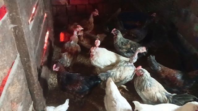 Деревенские хлопоты. смотреть онлайн