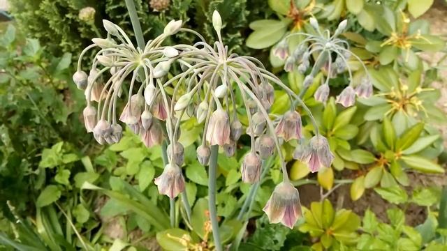 Okrasný česnek (Allium nectaroscordum): Václav Kovalčík, červen 2021, Zlín смотреть онлайн