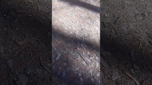 вербочное воскресенье