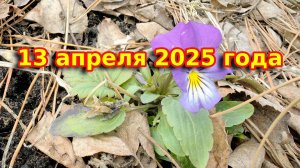 13 апреля 2025. Дачные хроники