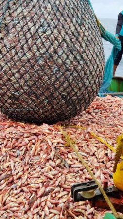Lot Of Red Parrot fish catch in Kerala Trawling Boat|#shorts