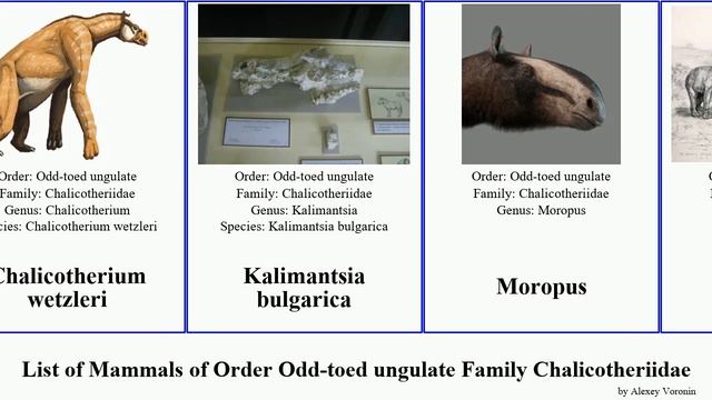 List of Mammals of Order Odd-toed ungulate Family Chalicotheriidae moropus Chalicotherium Frailach смотреть онлайн