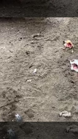 Андский кондор ест крыс Питерский зоопарк