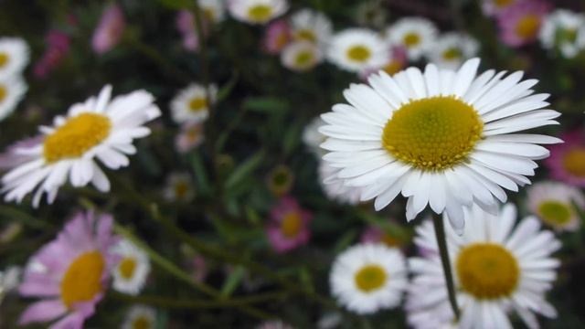 Bellis - Daisy - Fagurfífill í blóma og Býfluga - Sumarblóm - Fíflar смотреть онлайн