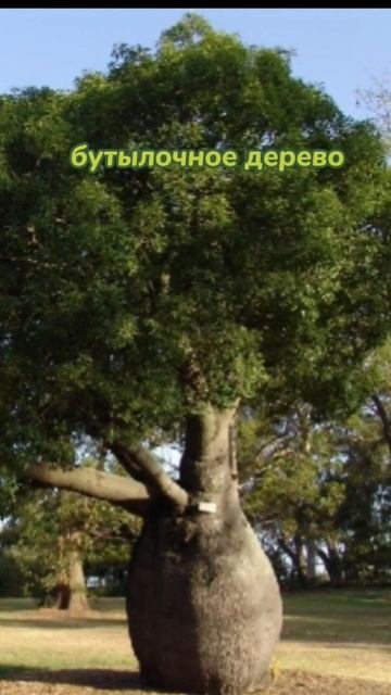 Деревье Южной Америки смотреть онлайн