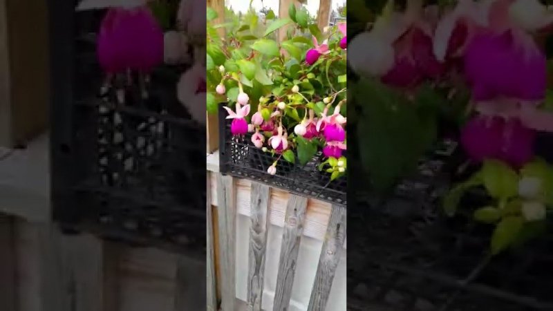 Фуксия цветёт .