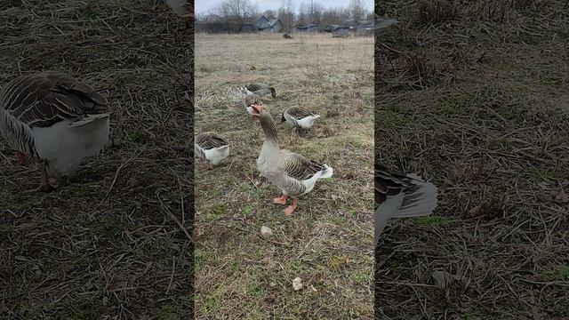 Зачем издеваться над таким красивым котом Фоксом 🐱 и кастрировать его? Ответ на комментарии💬 🤔