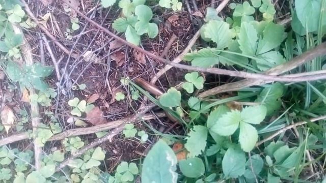 встреча со змеей смотреть онлайн