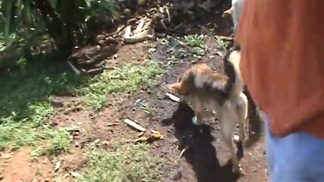 Perros vegetarianos en Panamá (собаки-вегетарианцы в Панаме)