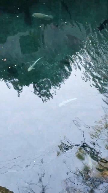 Pangasius well 2 смотреть онлайн