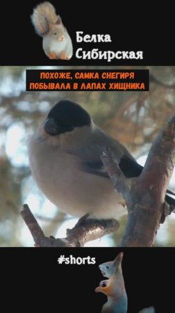 Снегирь с травмой