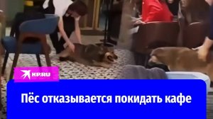 Тянут за лапы! Наглая собака отказывается уходить на улицу из кафе