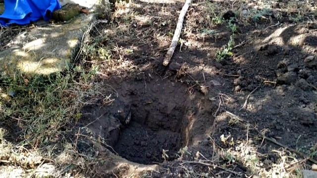 Посадка Трапезунда на основной участок. Фундук с Крыма смотреть онлайн