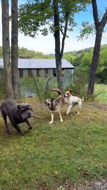 Teddy was almost attacked by A WILD COYOTE??!!?? 😳🥵😱 смотреть онлайн