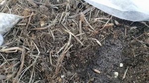 Посев бархатцев