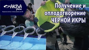 Получение черной икры и оплодотворение. Разведение рыбы в УЗВ.