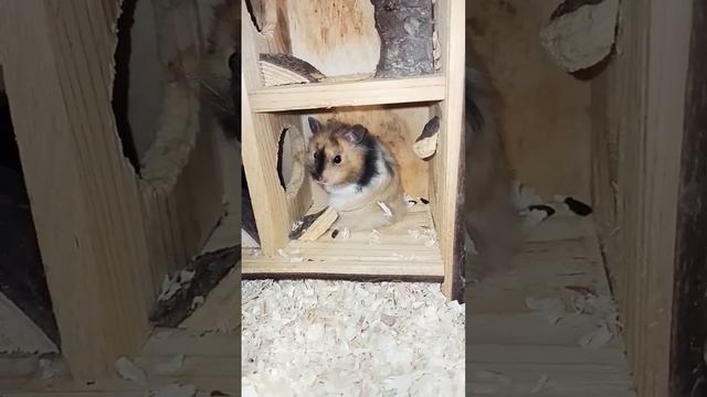 Мелисса и Эврика #shorts #милахи #сирийскийхомяк #хомячки