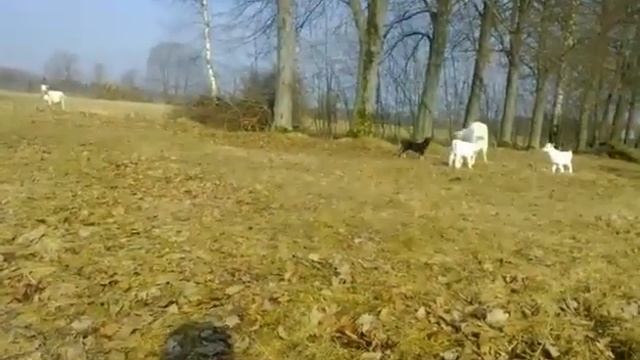 Личная Охрана Надежный Друг смотреть онлайн