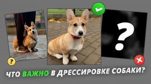Что важно учитывать при дрессировке собаки?