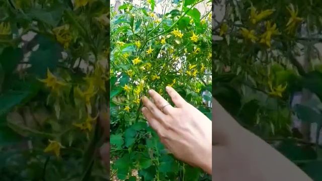 Томат "Ожерелье жёлтое и красное".Чудесный помидор 👌 смотреть онлайн