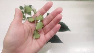 Заказ Hoya kanyakumariana для Ольги