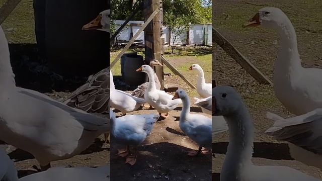 Гуси в ожидании тёртой тыквы. смотреть онлайн