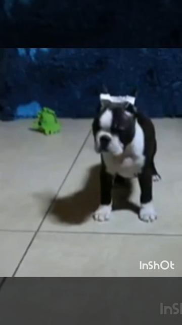 Щенок Бостон терьера, мальчик смотреть онлайн