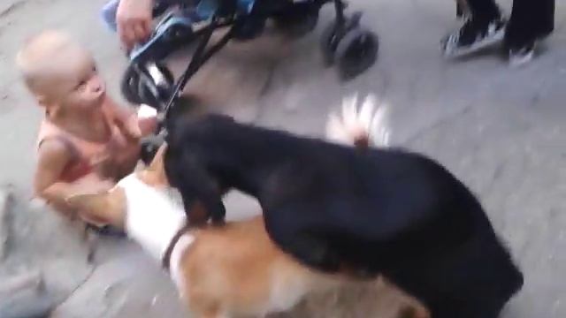 Сабака трахаеця смотреть онлайн