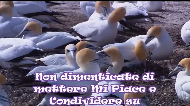 Wildlife (Fauna Selvaggia) смотреть онлайн