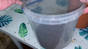 АЛОЭ ВАРИЕГАТНЫЕ Необъяснимое притяжение..пересадка