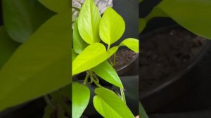 ФИТОСТЕНА #фитостена #вертикальроеозеленение #папоротник#эпипремнум#хойи