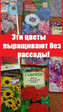 Эти цветы можно СЕЯТЬ ПРЯМО В ГРУНТ ДАЖЕ НА УРАЛЕ без рассады  !