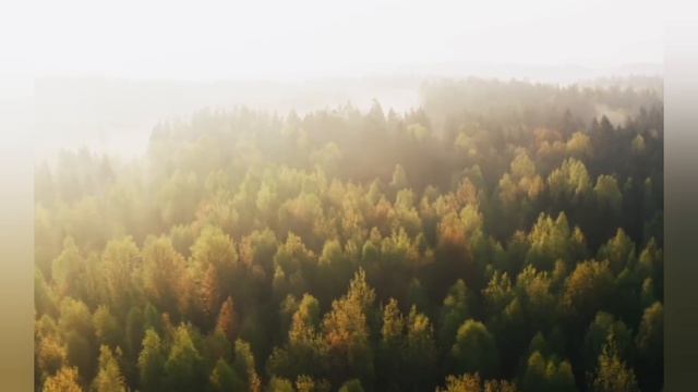 Красивая природа,лес.Релакс.