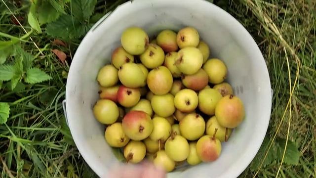 25.08.2020 Груша Рыжик смотреть онлайн