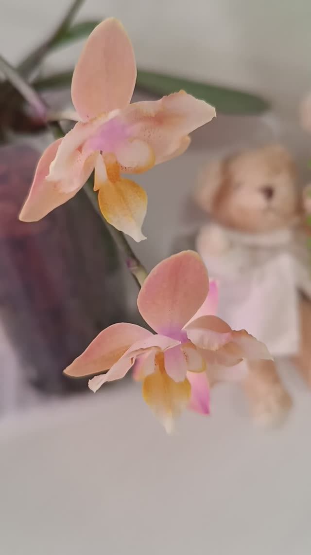 Сбылась моя мечта и у меня появилась она-😍 Парфюмерная Фабрика Сеншен 🦋 Phal.Scention peloric
