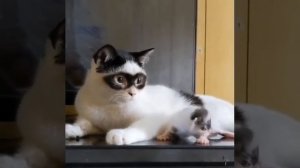 супер котик
