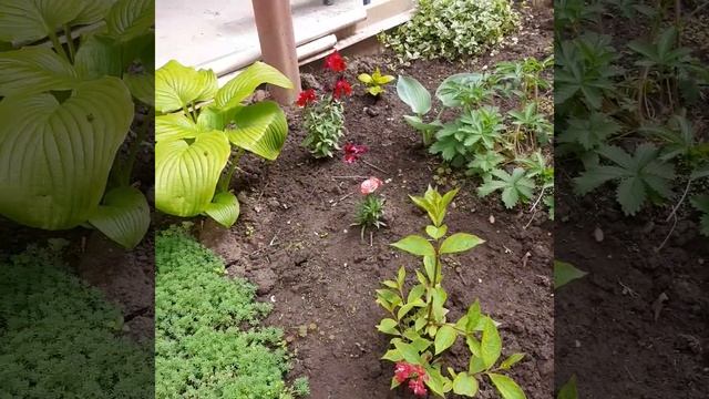 Семейство Вейгел в цветнике. смотреть онлайн