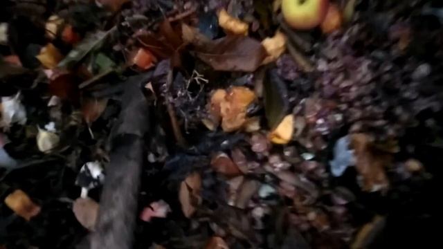 размножения калифорнийского червя готовим к зиме