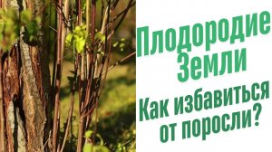 Как избавиться от поросли на участке?