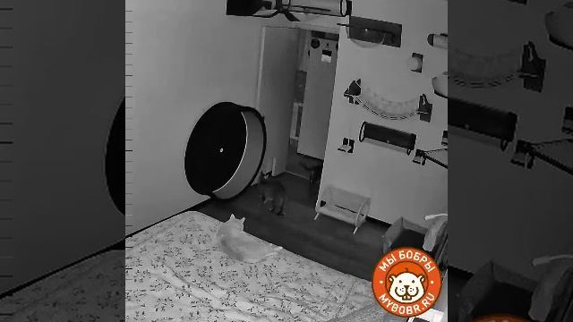 Как вам наш домашний котодром?))))