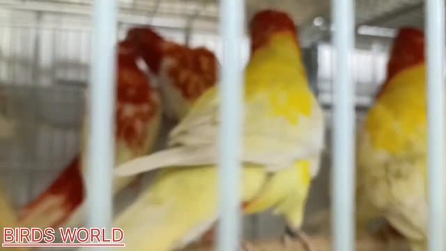 Crimson Rosella, Eastern Rosalla, Lutino Rosalla, Mix Watch & Enjoy Friends#birds #parrot смотреть онлайн