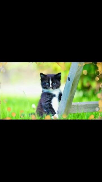 С Последним Днем Лета Музыкальная Открытка#Shorts