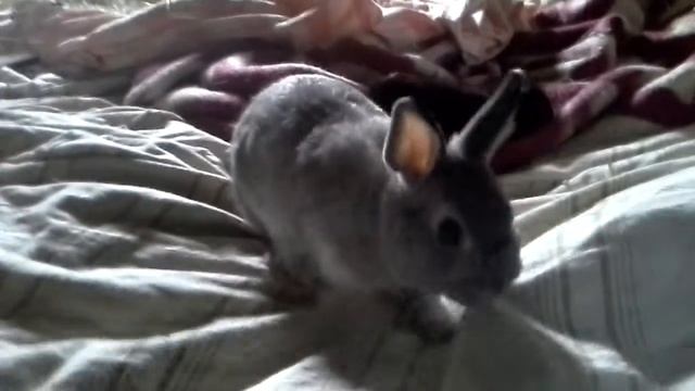 Спаривание кюроликов: смотреть онлайн