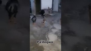 Жужа хурозларнинг разборкаси .Разборка цыплёнка #dakan# #дакан хуроз бокиш #dakan jangi #shamo