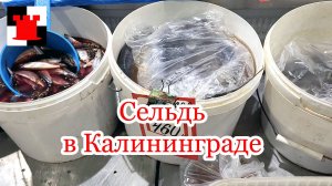 Есть ли селёдка в Калининграде и по чём?