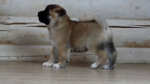 шикардосный пацан американской акиты