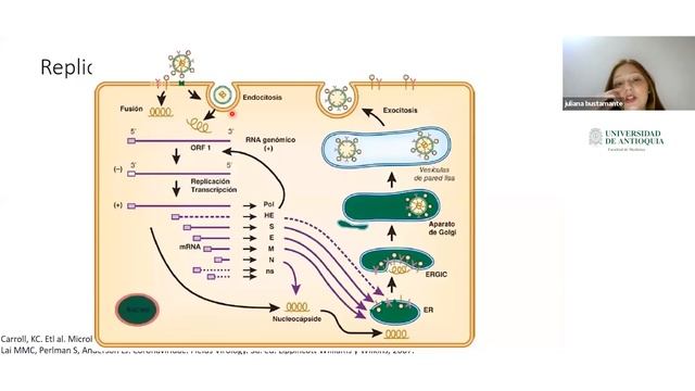 Fundamentos microbiológicos y fisiopatológicos de Coronavirus - Dra. Juliana Bustamante смотреть онлайн